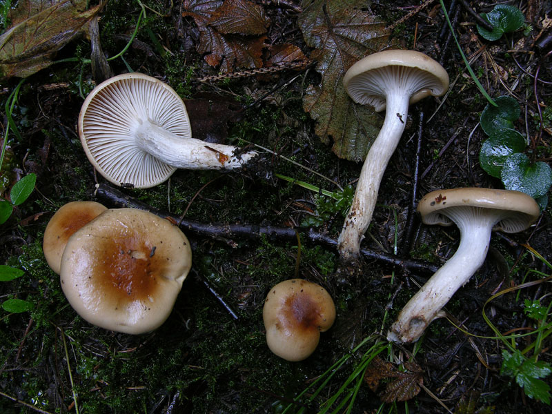Hygrophorus discoideus